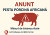 Solicitare DSVSA – pesta porcina africana