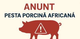 Solicitare DSVSA – pesta porcina africana