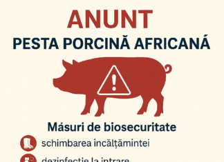 Solicitare DSVSA – pesta porcina africana