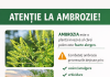 ATENTIONARE – combaterea AMBROZIEI